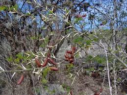 Image result for Acacia cornigera