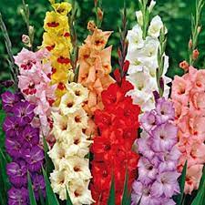 Grow Gladiola Flower Bulbs Gladiolus Mix Brighten Up Any Garden Bulb Flowers Gladiolus August Birth Flower