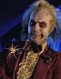 Saw a common white tail