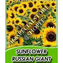 Many of these soldiers had families and relatives in russia; Biji Bunga Matahari Russian Giant Sunflower Shopee Indonesia