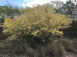 Image result for Acacia borleae