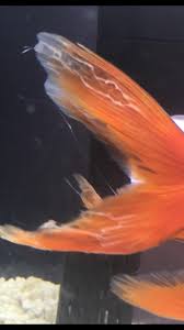 It is not nearly as dangerous as other medical. Fin Rot Goldfish