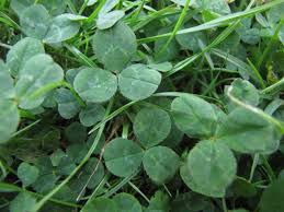 White Clover Trifolium Repens Feedipedia