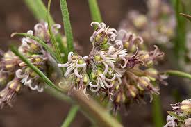 Image result for Stenostelma capense