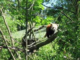 Tento sameček představoval první úspěšný odchov pand červených v zoo praha. File Zoo Ostrava Panda Cervena Cerven 2010 2 Jpg Wikimedia Commons