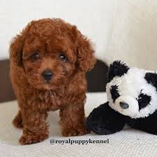 Poodles are notorious for learning tricks quickly and will love to take part in a wide range of canine hobbies. Instagram Photo By London The Corgi May 16 2016 At 1 18pm Utc Toy Puppies Poodle Dog Poodle Puppy Standard