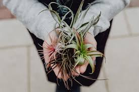 Air plants also called tillandsia are around 650 types species of perennial flowering plants, evergreen, in the family bromeliaceae. Different Types Of Air Plants That You Can Plant Inside Your House House Decorz