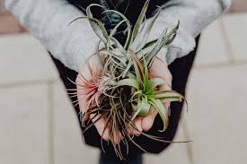 Learn about tillandias, easy air plant care. Different Types Of Air Plants That You Can Plant Inside Your House House Decorz