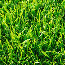 How does the rate of lateral spread for zoysia compare to kbg? Zoysia Grass 101 How To Plant Grow Zoysia Grass Gardens Alive