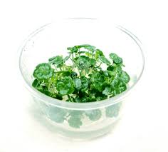 Image result for Hydrocotyle sibthorpioides