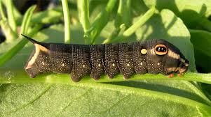 Image result for Hippotion celerio