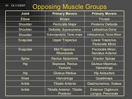 Opposing Muscles Group Chart Physical Therapy School Ace