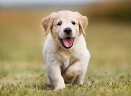 If you find buying a lab costly or if you wish to help poor homeless dogs instead, you may adopt a labrador for $15 to $525. Labrador Retriever Complete Guide For New Owners All Things Dogs All Things Dogs