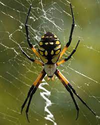 Black And Yellow Garden Spider Argiope Aurantia Garden Spider Spider Spider Pictures