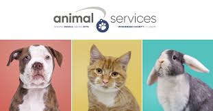 Call the 24/7 helpline, and the vet will approve your pet's emergency and activate your funds. Home Winnebago County Animal Services