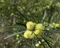 Image result for Acacia lasiopetala