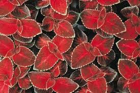 Image result for Coleus alpinus
