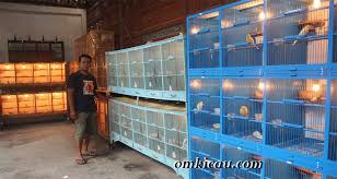 Anda bisa mencarinya disini berdasarkan budget yang anda punya. Dika Bf Boyolali Beli Pejantan 8 Juta Sudah Beranak Jadi 50 Juta Om Kicau