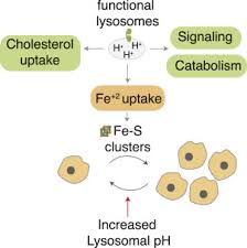 In plant cells vacuoles can carry out lysosomal functions. Maintaining Iron Homeostasis Is The Key Role Of Lysosomal Acidity For Cell Proliferation Sciencedirect