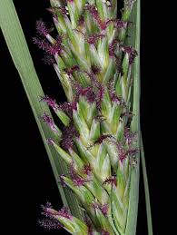 Image result for Volkiella disticha