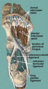 For examples and a much more thorough explanation, take a look at the two wikipedia pages Ligaments Of The Sole Of The Foot