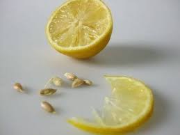 Los Elevados Precios A Los Que Ha Llegado El Limon En Mexico Han Obligado A Muchos A Reconsiderar La Id Arbol De Limon Semillas De Limon Semillas De Frutillas