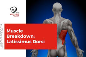 If you want to know the best lat exercises for adding size and strength and how to get more out of your lat workouts, then you want to read this article. Muscle Breakdown Latissimus Dorsi Your House Fitness