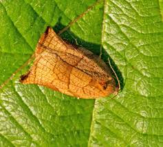 Image result for Archips podanus