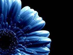 Maybe you would like to learn more about one of these? Blue Daisy Wallpaper Blue Flower Wallpaper Dark Blue Flowers Blue Flowers Background