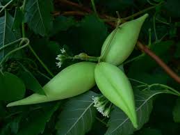 Image result for Cynanchum