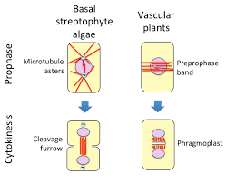 Microtubules function in plant cell. Research Group Dr Habil Henrik Buschmann