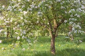 The following photos will allow you to identify white flowering plants. A Guide To Flowering Trees Country Life