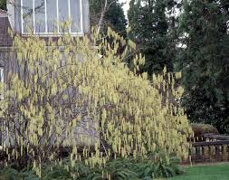 Image result for Centaurea praecox