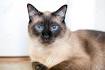 CFA Siamese Breed Council - About the Siamese Breed