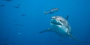 Check out our shark chain selection for the very best in unique or custom, handmade pieces from our pendants magical, meaningful items you can't find anywhere else. Top Of The Food Chain