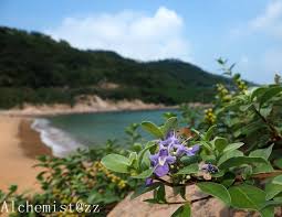 Image result for Vitex obovata