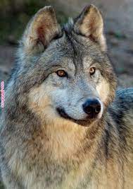 Wonderfulwolves Wolves Pinterest Wolf Beautiful Wolves And Wolf Love Wonderfulwolves Wolves Pinterest Wolf Wolf Love Wolf Dog Beautiful Wolves
