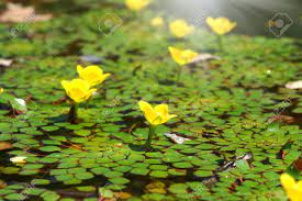 Maybe you would like to learn more about one of these? Water Chestnut Flower Trapa Bispinosa Roxb Stock Photo Picture And Royalty Free Image Image 25894992