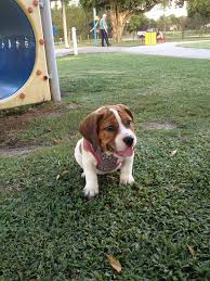 Check spelling or type a new query. 5 Interesting Facts About Boingle Dogs Breed Usa