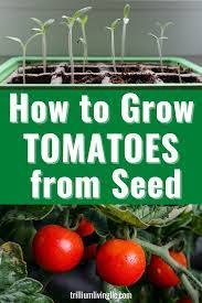 Growing Tomatoes From Seeds A Part Of My Dna Trillium Living Growing Tomatoes Grow Tomatoes From Seed Growing Vegetables At Home