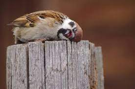 Sparrow (any member of the passer genus). 5duoyfqlzcrdcm