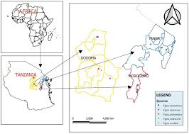 Image result for Vigna kirkii