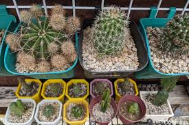 Small pots are necessarily ideal when watering because cacti don't love sitting in water as they are more alternatively, get leather gloves to avoid the cactus pricking you. When Why And How To Repot A Cactus Florgeous