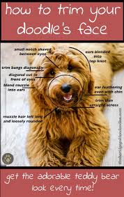 We did not find results for: Goldendoodle Face Clips Novocom Top