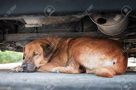 Dog Sleeping Under The Car Stock Photo Picture And Royalty Free Image Image 97224457
