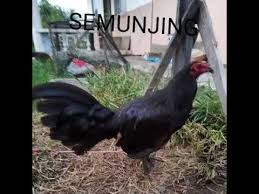 Agen ayam sabung bandar ayam laga taji arena meron wala situs judi sabung ayam live filipina terbesar ayam aduan online terpercaya indonesia www.s128.net. Nama2 Ayam Sabung Di Sarawak Kamibukanpenjudi Hanyamelestarikantradisi Youtube