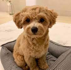 Dochlaggie pomeranian puppies australia are microchipped, vaccinated, registered with dogs victoria on limited register. Puppies Spot Maltipoo Puppies For Sale Victoria Facebook