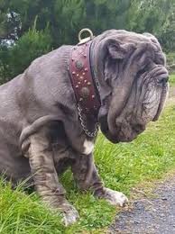 Malgré son physique de « gros dur », le matin de naples voue sa vie à la protection . 220 Idees De Matin De Naples En 2021 Matin De Naples Matin Naples