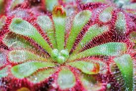 Carnivorous sundew plants need warm temperatures and moist conditions. Carnivorous Plants You Can Keep At Home Earth Com