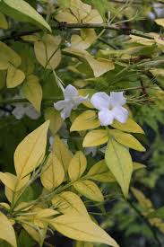 Image result for Jasminum